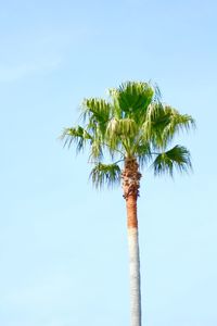 Low angle view of trees against clear sky