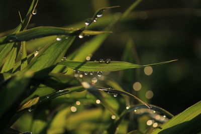 Dew on the grass in the sunny morning with beautiful soft bokeh effect. sunrise on the green grass