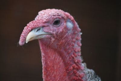 Close-up of a parrot