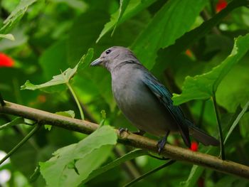 Close-up of bird perching on tree