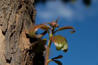 Close-up of plant against tree trunk
