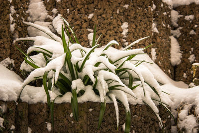 Close-up of snow