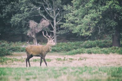 Side view of deer standing on field at richmond park