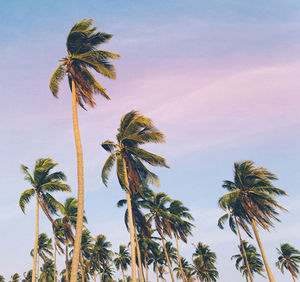 Palm trees against sky