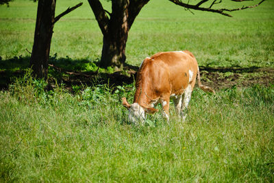 Cow grazing in field