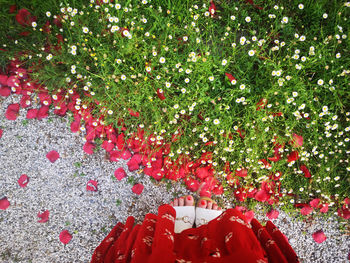 Close-up of red flowering plants