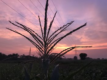 Close-up of silhouette plants on field against orange sky