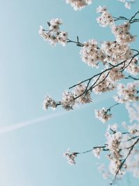 Low angle view of cherry blossoms against sky