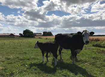 Cattle standing on grassy field against cloudy sky