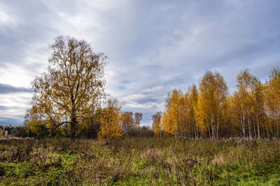 Trees on field against sky