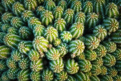 Full frame shot of succulent plants