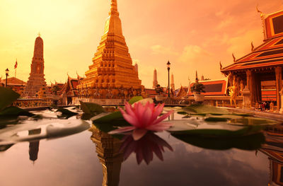 Close-up of lotus blooming in pond against temple during sunset