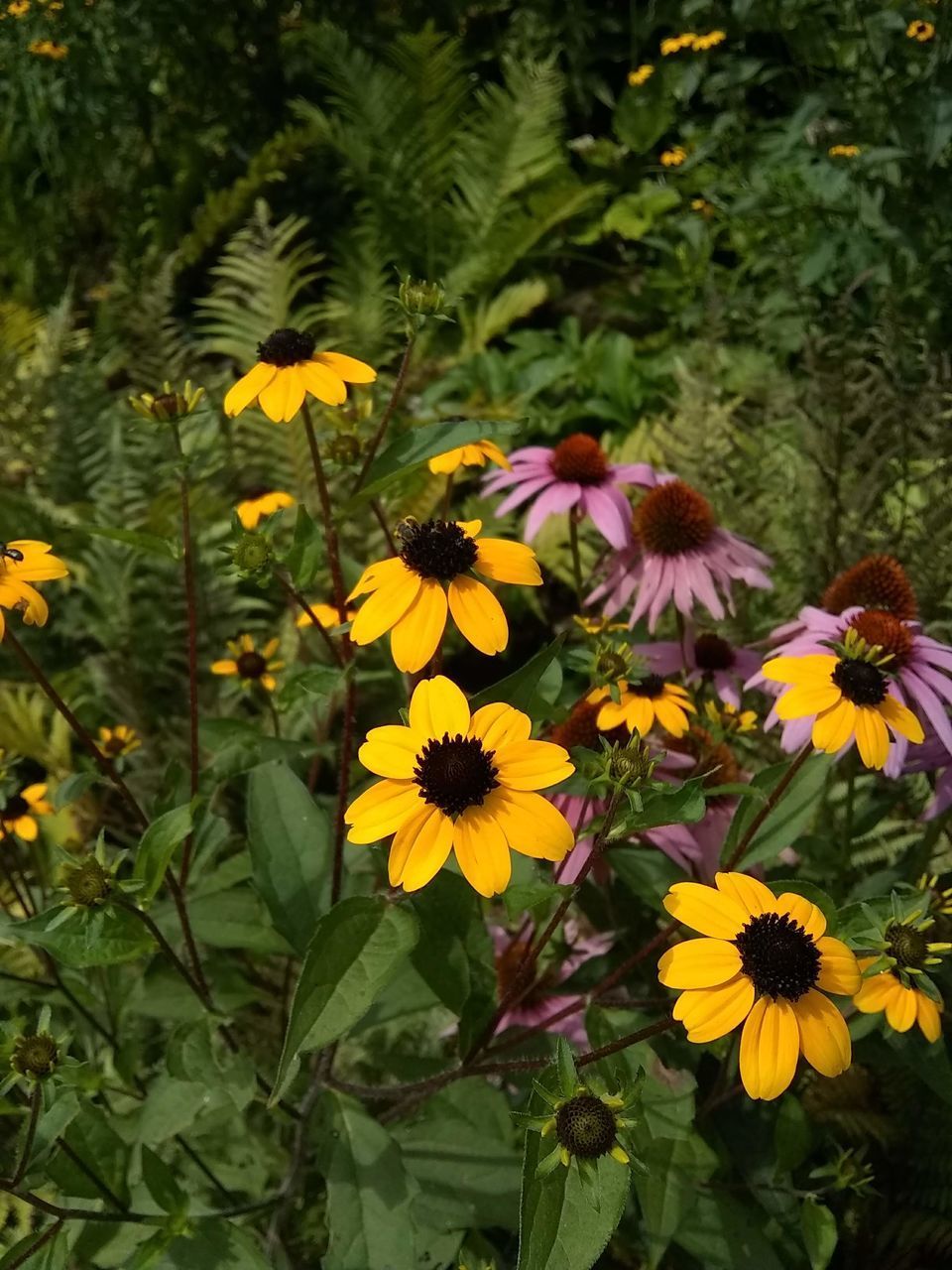 HIGH ANGLE VIEW OF FLOWERING PLANTS