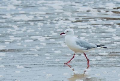 Seagull perching on a land