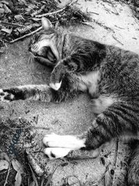 High angle view of cat resting on field