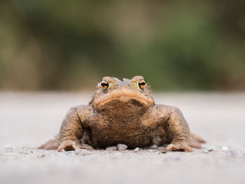 Close-up portrait of a frog