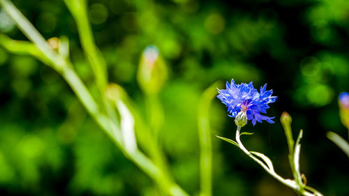 Close-up of flower blooming outdoors