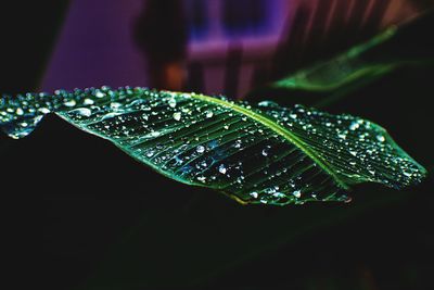 Close-up of raindrops on leaves