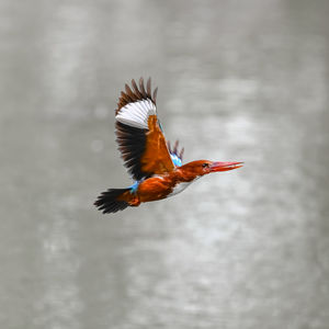 Bird flying over a lake