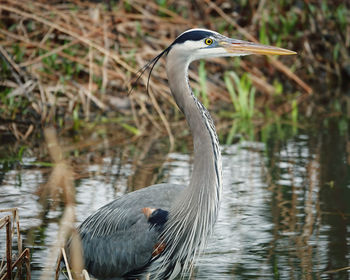 High angle view of gray heron in lake