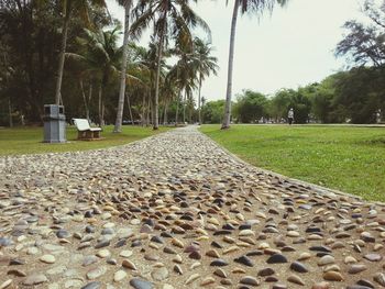 Footpath amidst trees
