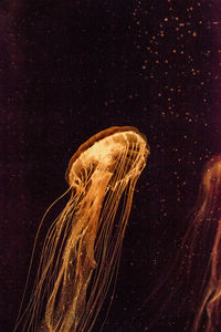 Close-up of jellyfish swimming in sea