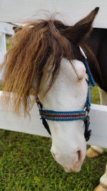 Close-up of a horse