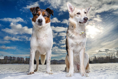 Portrait of dogs in snow