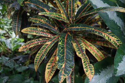 High angle view of leaves on plant