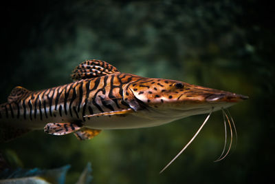 Close-up of catfish swimming