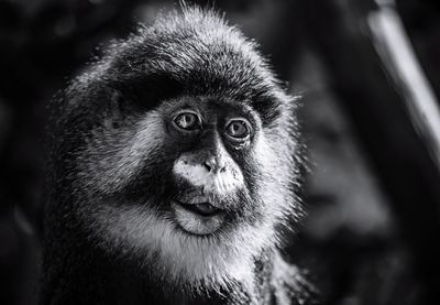 Close-up portrait of monkey