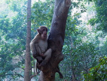 Monkey on tree trunk in forest