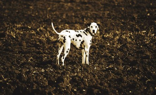 Dog standing on field