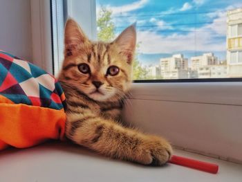 Close-up portrait of a cat