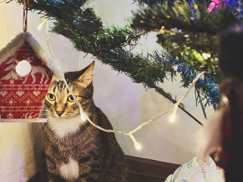 christmas tree