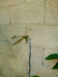 Close-up of damselfly on leaf