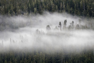 Scenic view of a forest near juneau