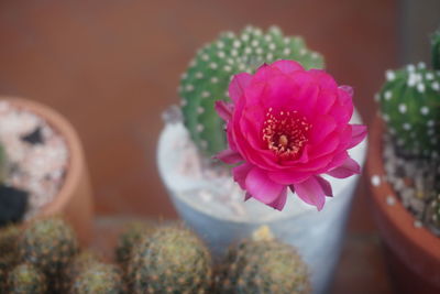 Close-up of pink succulent plant