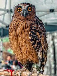 Close-up of owl perching outdoors