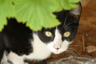 Close-up portrait of a cat