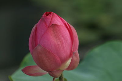 Close-up of pink lotus