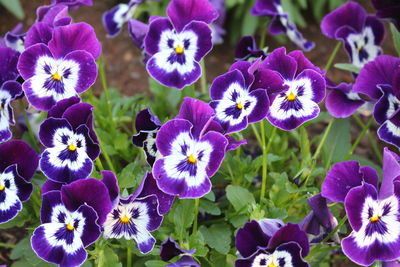 Close-up of purple flowering plants