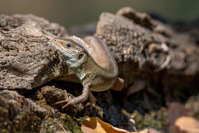 Close-up of lizard on rock