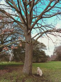 View of a tree on field