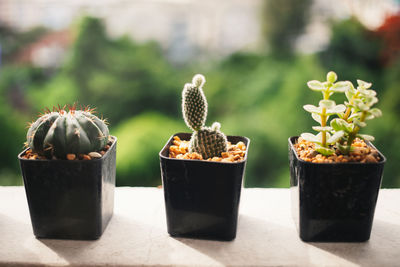 Close-up of potted plants on table