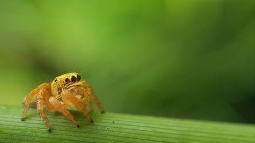 Close-up of spider on leaf