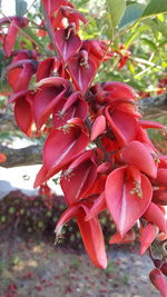 Close-up of red flowers on tree