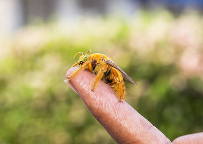 Close-up of a carpenter bee resting on a finger. 