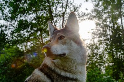 Close-up of a dog looking away