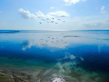 Bird flying over sea